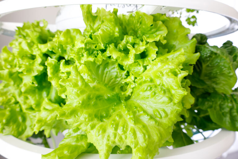 The Only Lettuce Grow Review You Need To Read + Discount Code