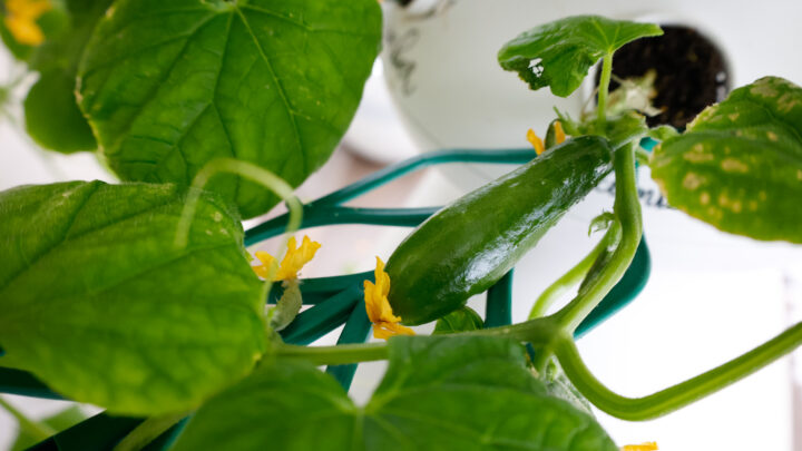 Indoor Garden Update: 4 Weeks In With The Lettuce Grow Farmstand