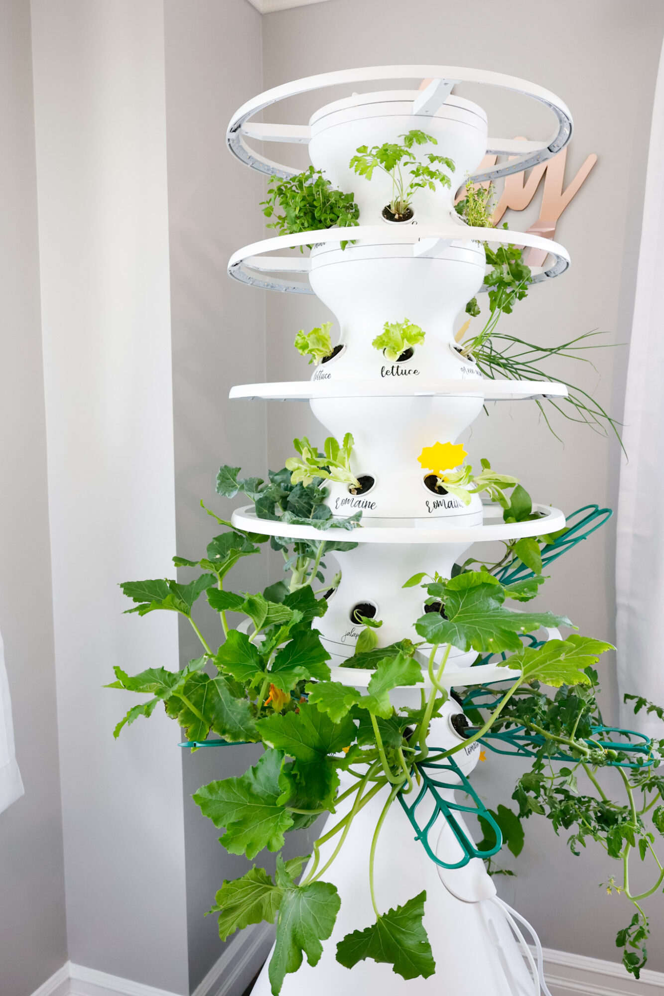 The Only Lettuce Grow Review You Need To Read + Discount Code