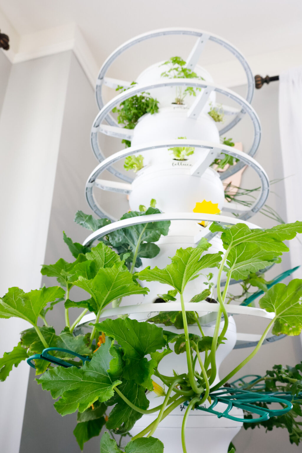 Lettuce Grow Farmstand 4 Week Update Indoor Growing