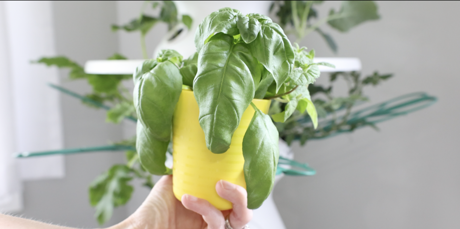 Indoor Vertical Garden 2 Week Check In - Lettuce Grow Farmstand