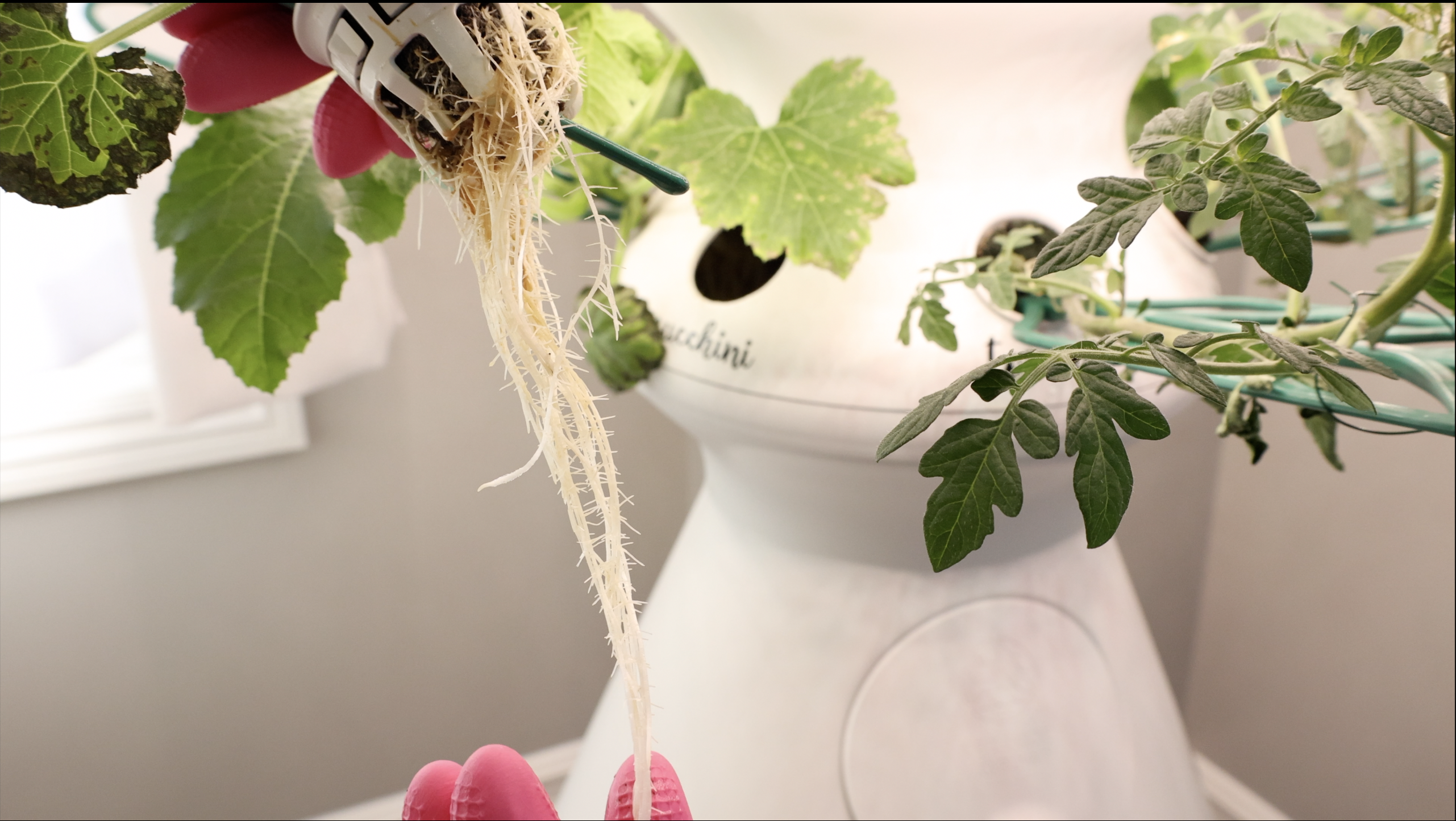 screenshot of root trimming seedlings from farmstand 2021