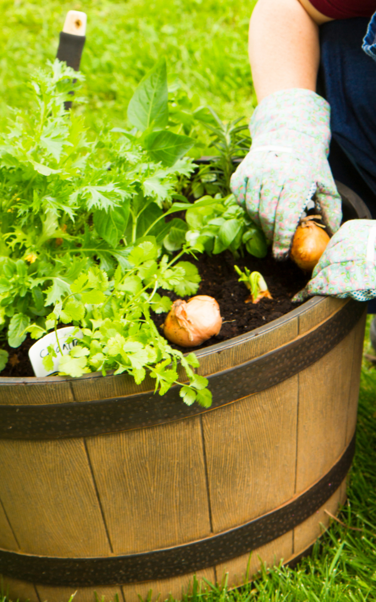 container gardening potatoes