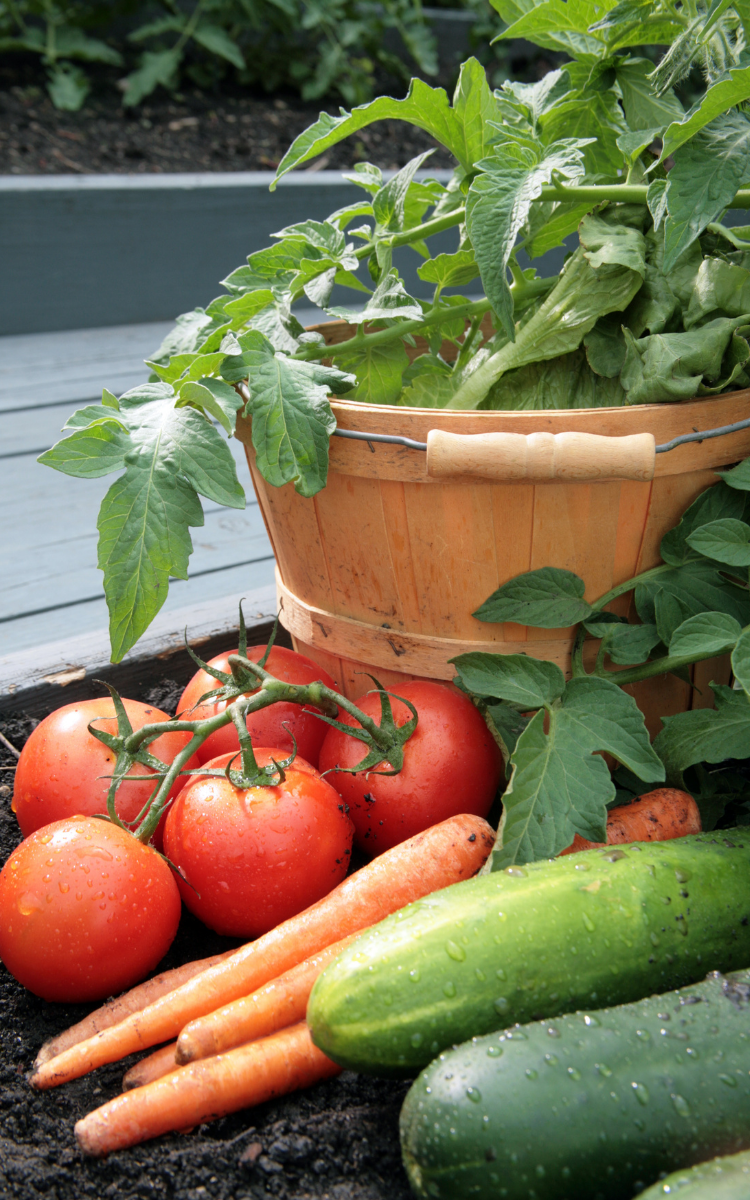 garden yield vegetables