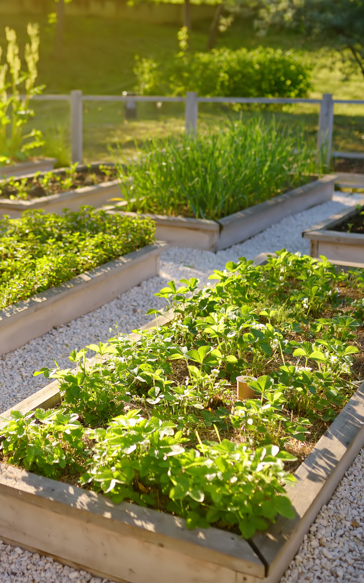 raised garden bed backyard