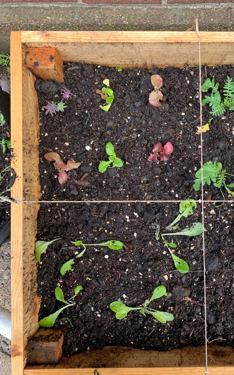 raised garden bed top view