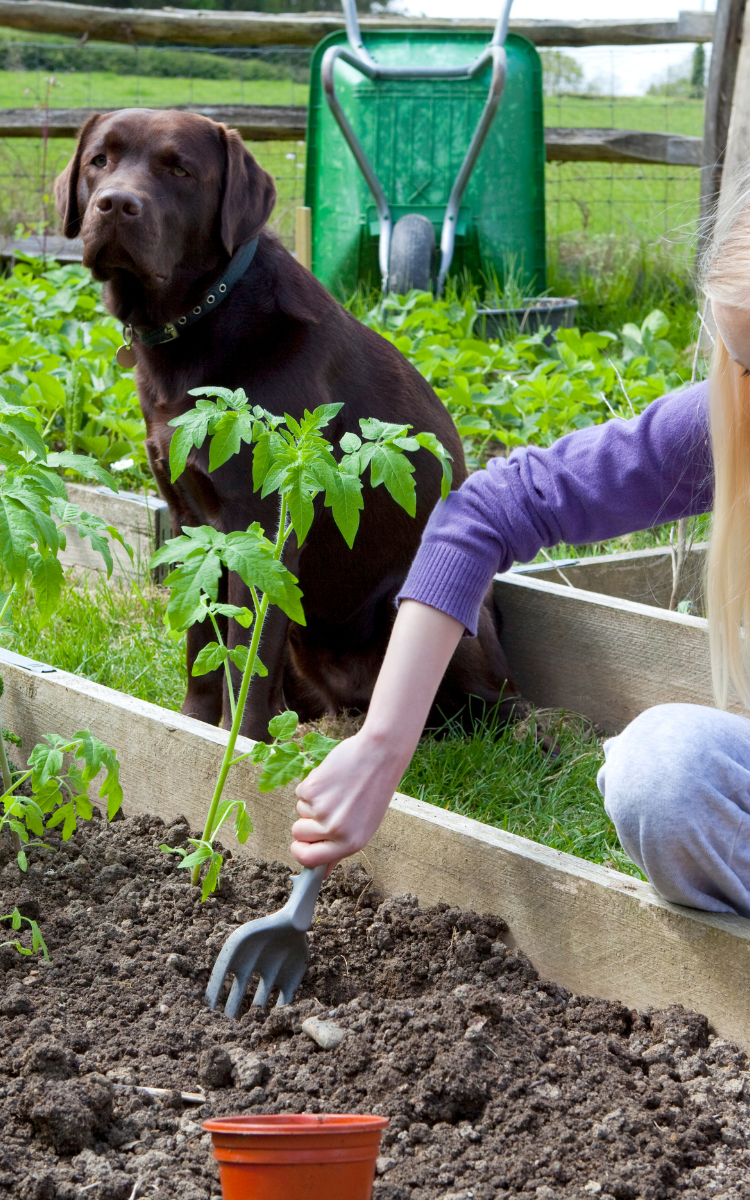 raised garden bed with dog