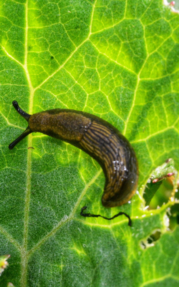 slug on vegetable leaves