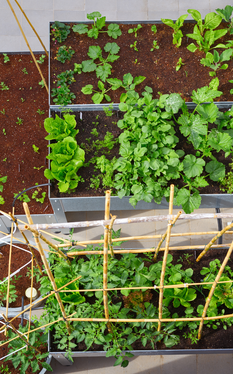 top view of raised garden beds