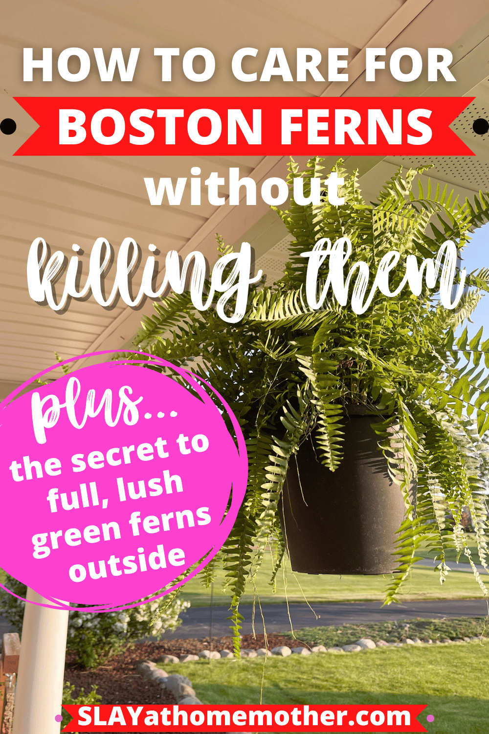 boston ferns care outdoor pin