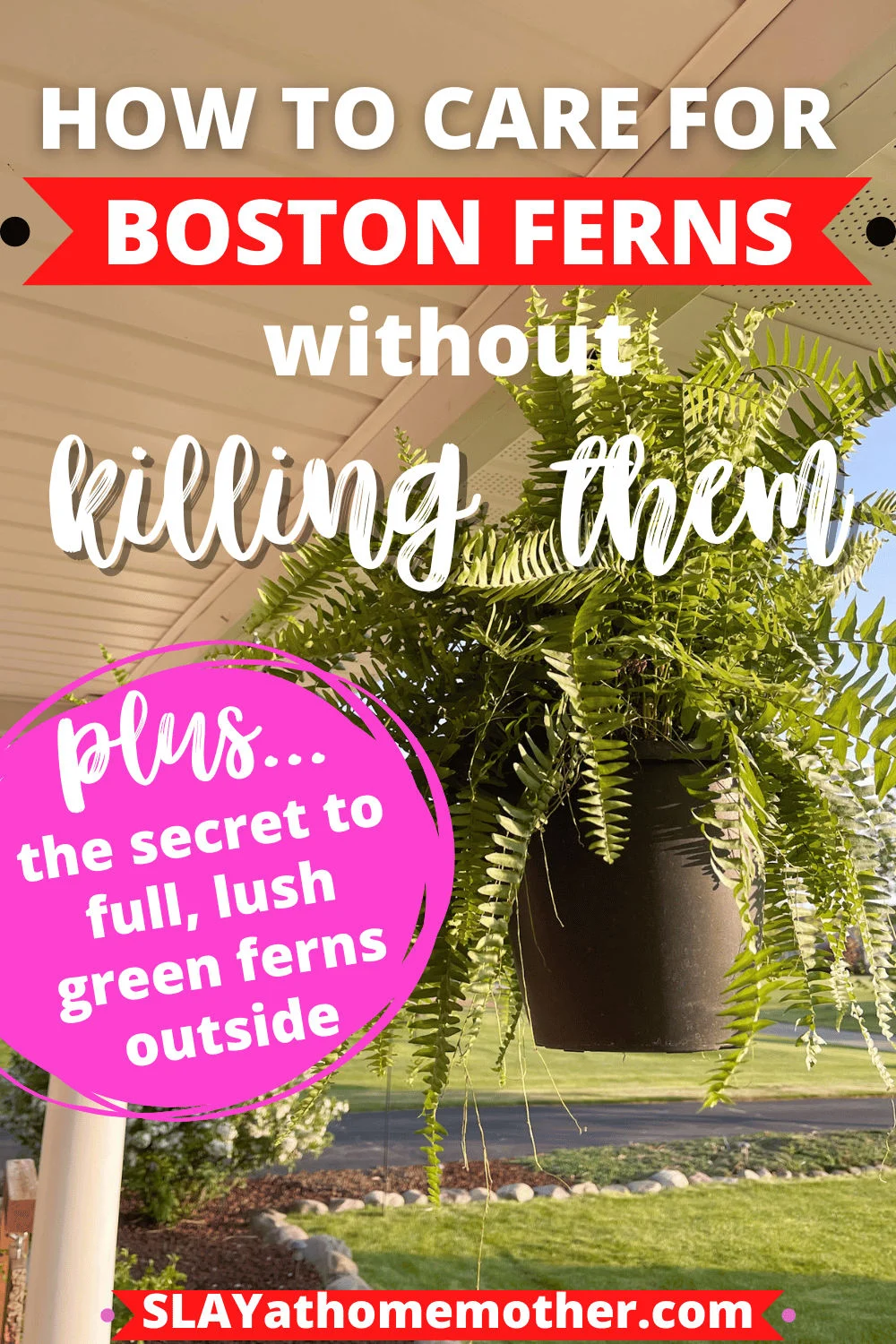 boston ferns care outdoor pin