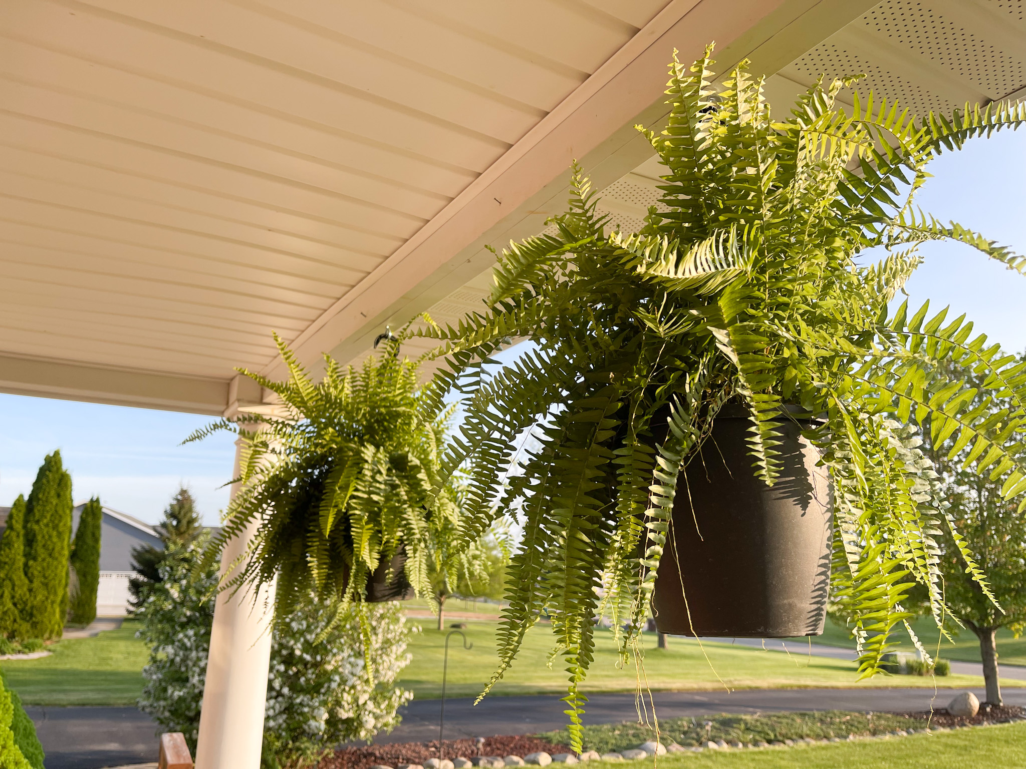 How To Care For Boston Ferns Slay At Home Mother