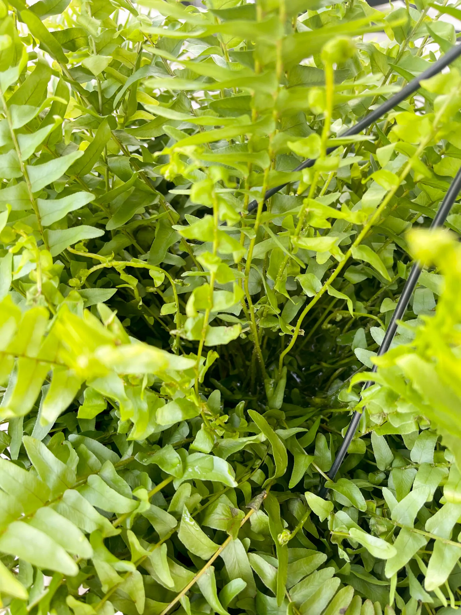 hanging boston ferns care