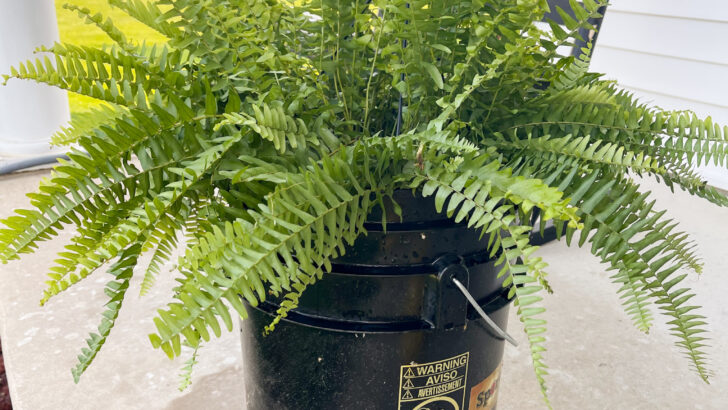 How To Care For Boston Ferns