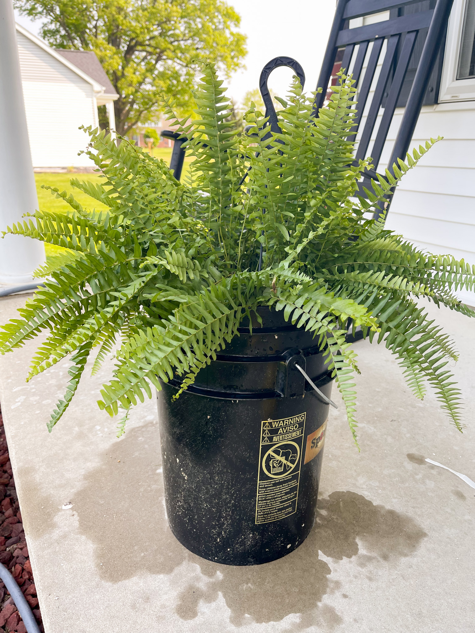 hanging boston ferns care