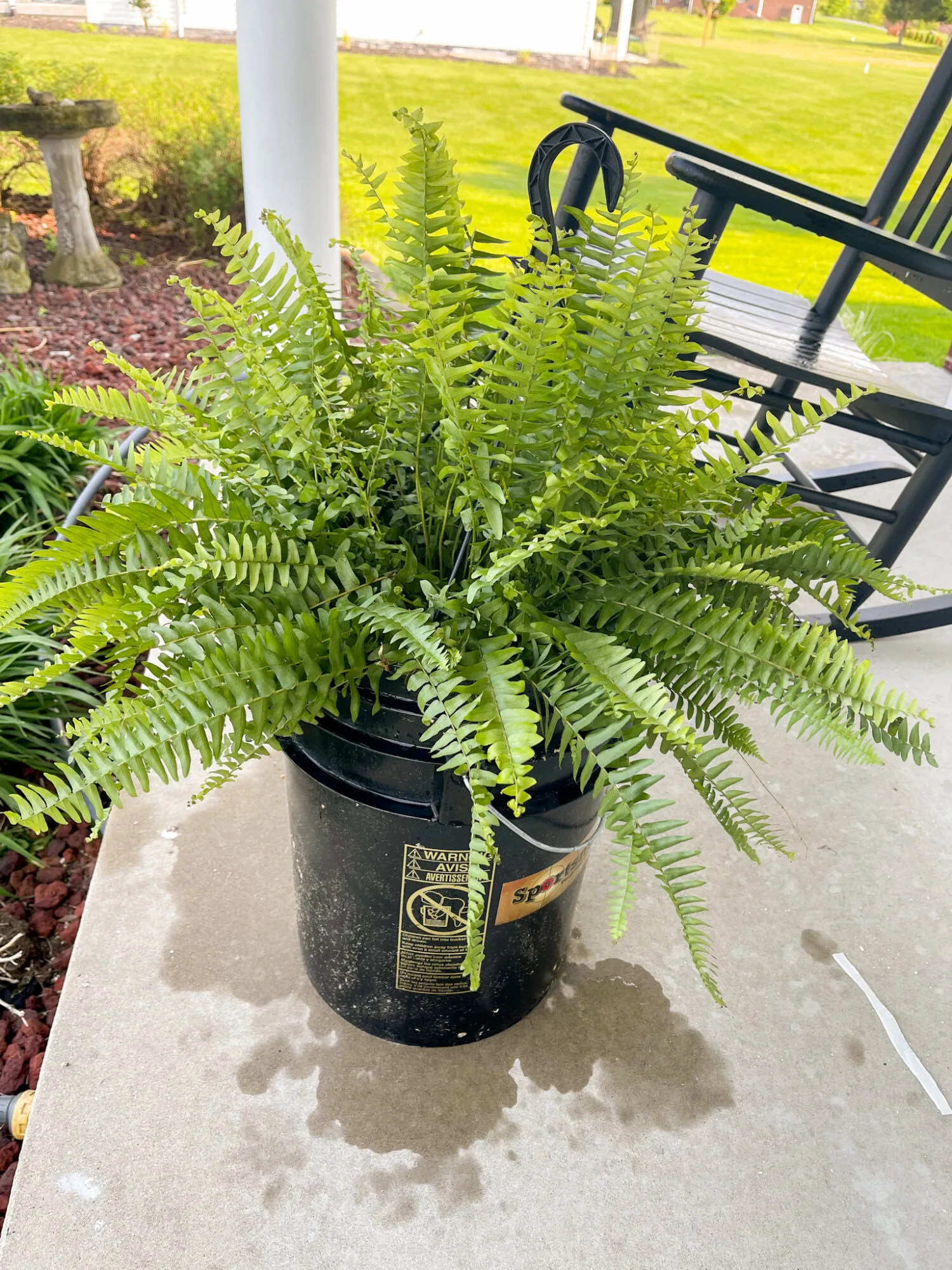 soaking hanging boston ferns in bucket care